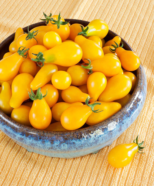 Yellow Pear Tomato Plant